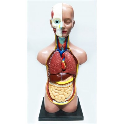 Küçük İnsan Vücudu 27 cm 