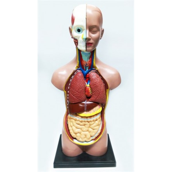 Küçük İnsan Vücudu 27 cm