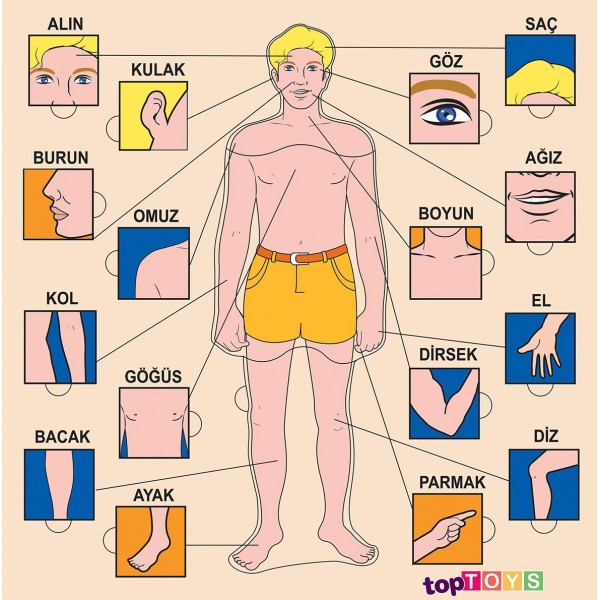 Vücudumuz Puzzle - Eğlenceli Eğitim Aracı