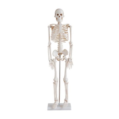Büyük İskelet 160 Cm