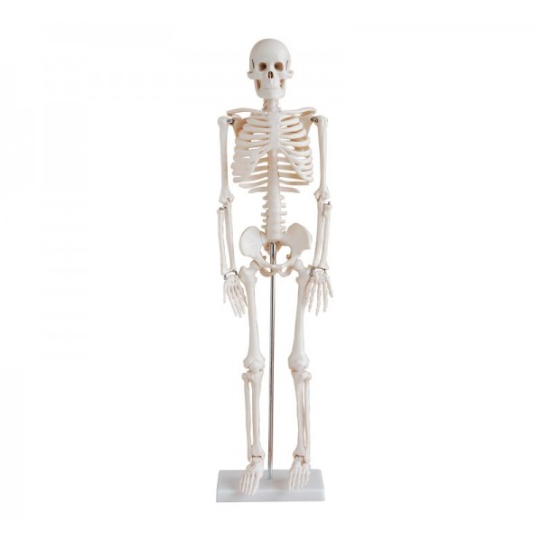 Büyük İskelet 160 Cm
