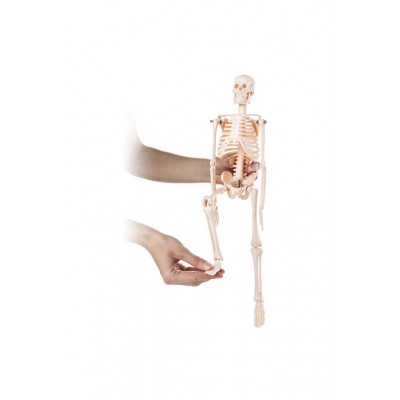İskelet Modeli  46 cm